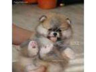 Pomeranian Puppy for sale in Bristol, PA, USA