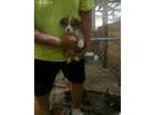 Pembroke Welsh Corgi Puppy for sale in Silver Lake, IN, USA