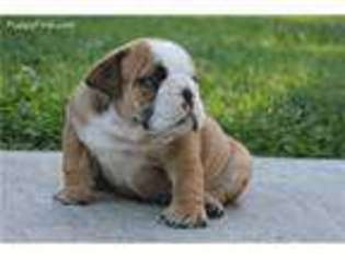 Bulldog Puppy for sale in Garden City, KS, USA