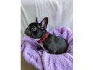 French Bulldog Puppy for sale in Hampton, VA, USA