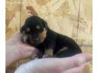 Airedale Terrier Puppy for sale in Greenville, MI, USA