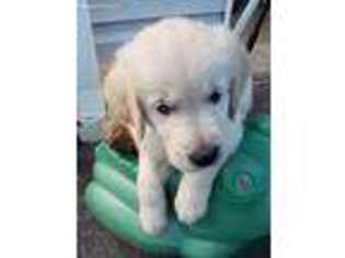 Golden Retriever Puppy for sale in Sunbury, PA, USA