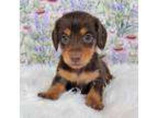 Dachshund Puppy for sale in Boyden, IA, USA