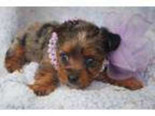 Chorkie Puppy for sale in Glenmora, LA, USA