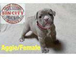 Olde English Bulldogge Puppy for sale in Las Vegas, NV, USA