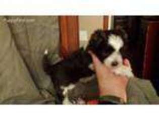 Havanese Puppy for sale in Uniontown, WA, USA