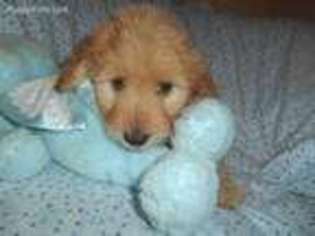 Goldendoodle Puppy for sale in West Bloomfield, MI, USA