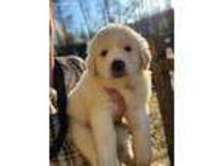 Great Pyrenees Puppy for sale in Powder Springs, GA, USA