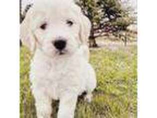 Goldendoodle Puppy for sale in Denver, CO, USA