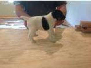 Mutt Puppy for sale in Redwood Valley, CA, USA