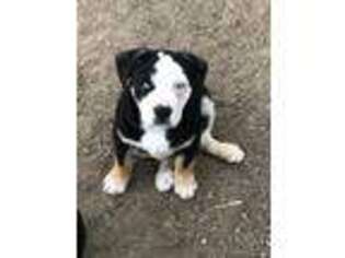 Mutt Puppy for sale in Boyd, WI, USA