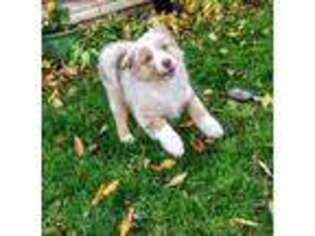 Australian Shepherd Puppy for sale in Shenandoah, PA, USA