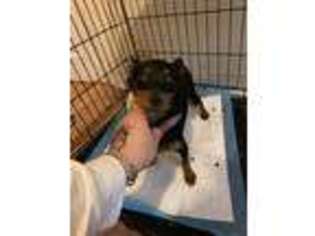 Miniature Pinscher Puppy for sale in New London, CT, USA
