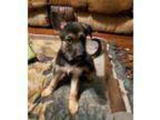 German Shepherd Dog Puppy for sale in Trenton, FL, USA