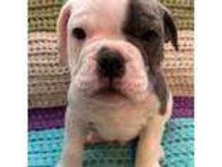 Olde English Bulldogge Puppy for sale in Pontotoc, MS, USA