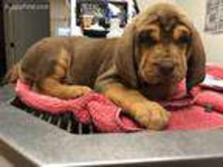 Bloodhound Puppy for sale in Blanchard, OK, USA