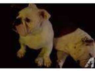Bulldog Puppy for sale in SLIGO, PA, USA