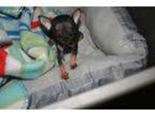 Chihuahua Puppy for sale in Danville, VA, USA