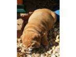 Bulldog Puppy for sale in WINCHESTER, VA, USA