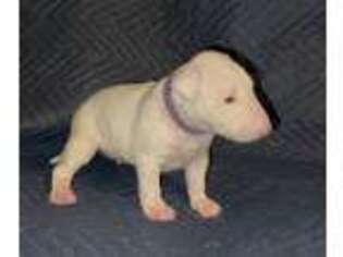Bull Terrier Puppy for sale in Little Rock, AR, USA