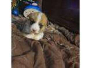 Cardigan Welsh Corgi Puppy for sale in Windsor, CO, USA