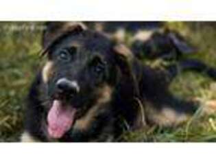 German Shepherd Dog Puppy for sale in Bethany, CT, USA