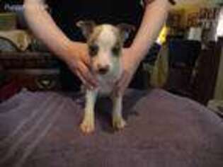 Whippet Puppy for sale in Cleveland, TN, USA