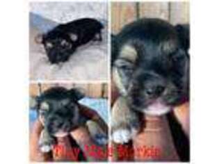 Mutt Puppy for sale in Holly Springs, MS, USA