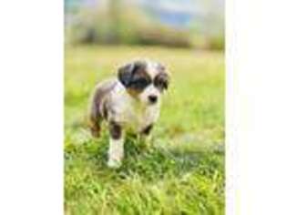 Miniature Australian Shepherd Puppy for sale in Ashland, OR, USA