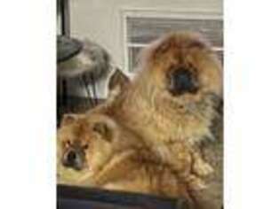 Chow Chow Puppy for sale in Atlanta, GA, USA