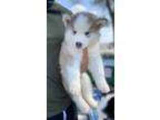 Siberian Husky Puppy for sale in Hidalgo, TX, USA