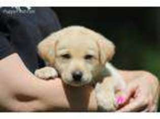 Labrador Retriever Puppy for sale in Marianna, FL, USA