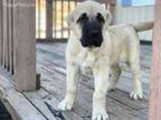 Spanish Mastiff Puppy for sale in Unknown, , USA