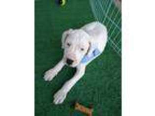 Dogo Argentino Puppy for sale in Philadelphia, PA, USA