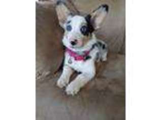 Pembroke Welsh Corgi Puppy for sale in Schofield, WI, USA