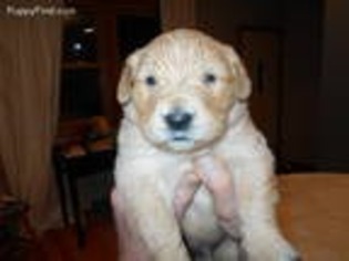 Mutt Puppy for sale in South Wayne, WI, USA