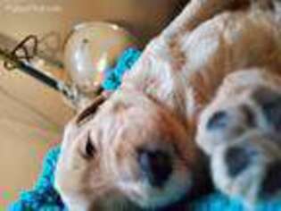 Goldendoodle Puppy for sale in Mount Olivet, KY, USA