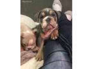 Olde English Bulldogge Puppy for sale in New Carlisle, OH, USA