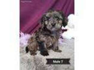Cavapoo Puppy for sale in Mount Pleasant, IA, USA