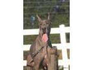 Great Dane Puppy for sale in OPP, AL, USA