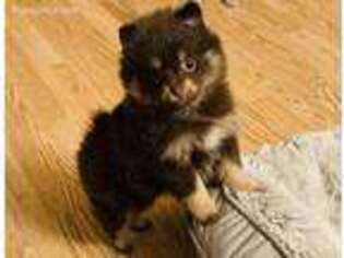 Pomeranian Puppy for sale in Artemas, PA, USA