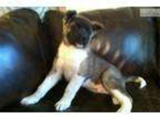 Akita Puppy for sale in Fort Collins, CO, USA
