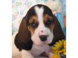 Basset Hound Puppy for sale in Simi Valley, CA, USA
