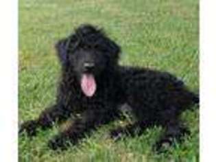Labradoodle Puppy for sale in Siloam Springs, AR, USA
