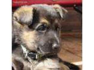 German Shepherd Dog Puppy for sale in Danielsville, GA, USA