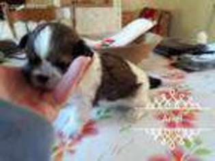 Mutt Puppy for sale in Palatka, FL, USA