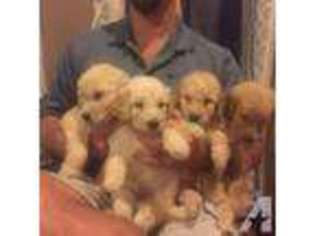Goldendoodle Puppy for sale in BATAVIA, OH, USA