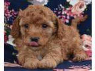Cavapoo Puppy for sale in Wooster, OH, USA