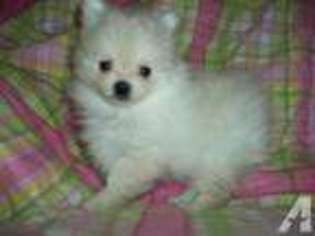 Pomeranian Puppy for sale in YAKIMA, WA, USA