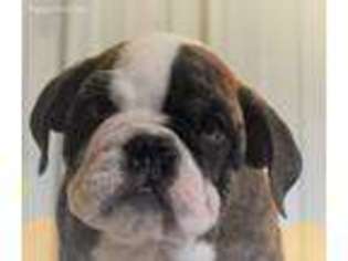 Bulldog Puppy for sale in Pulaski, IA, USA